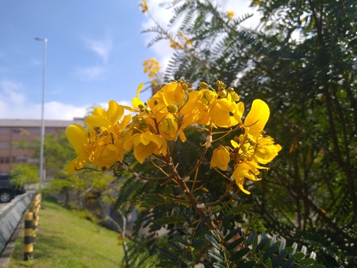 Foto de Canafístula