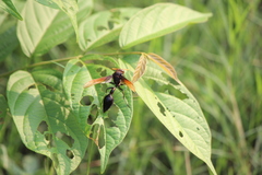 Delta pyriforme circinale