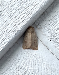 Leucania pseudargyria