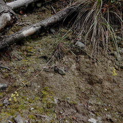 Bupleurum americanum