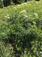 Ligusticum porteri