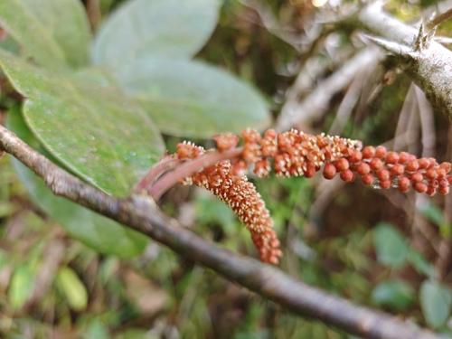 Scleropyrum pentandrum observed 2025-01-15