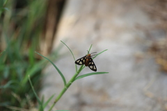 Amata huebneri