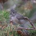 Juniper Titmouse - Photo (c) cgates326, some rights reserved (CC BY-NC), uploaded by cgates326
