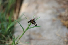 Amata huebneri