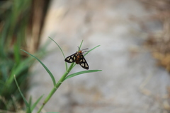 Amata huebneri