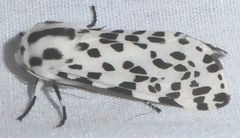 Hypercompe permaculata