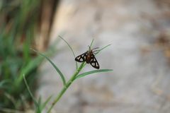Amata huebneri