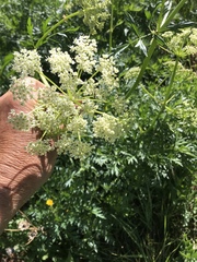 Ligusticum porteri