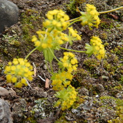 Bupleurum americanum