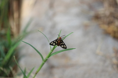 Amata huebneri