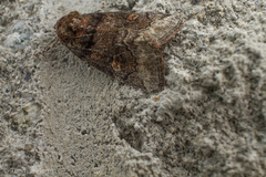 Cosmia praeacuta