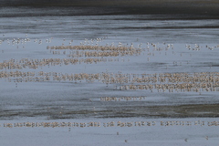 Recurvirostra americana