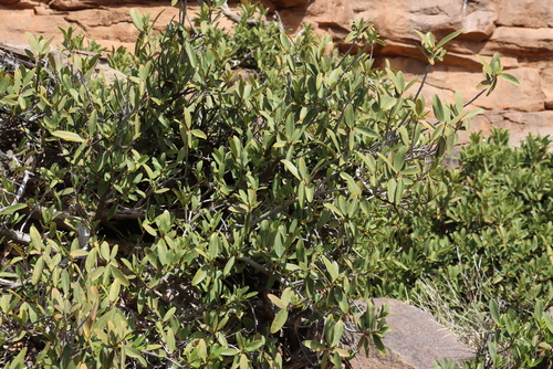 Image of Ficus ilicina by (c) Tony Rebelo, some rights reserved (CC BY-SA)