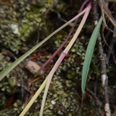 Bupleurum americanum