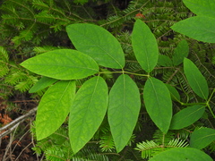 Lonicera canadensis