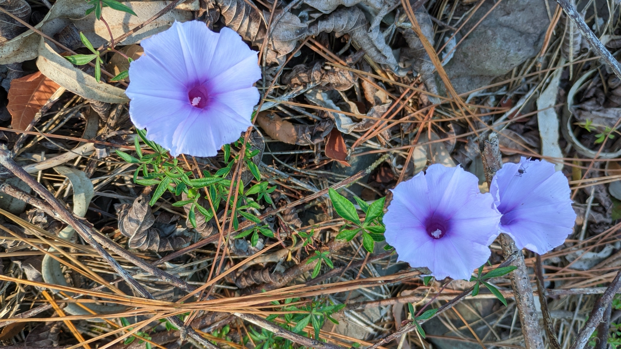 Ipomoea cairica