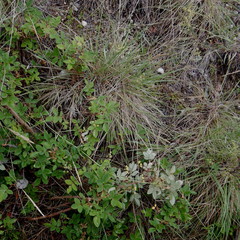 Bupleurum americanum