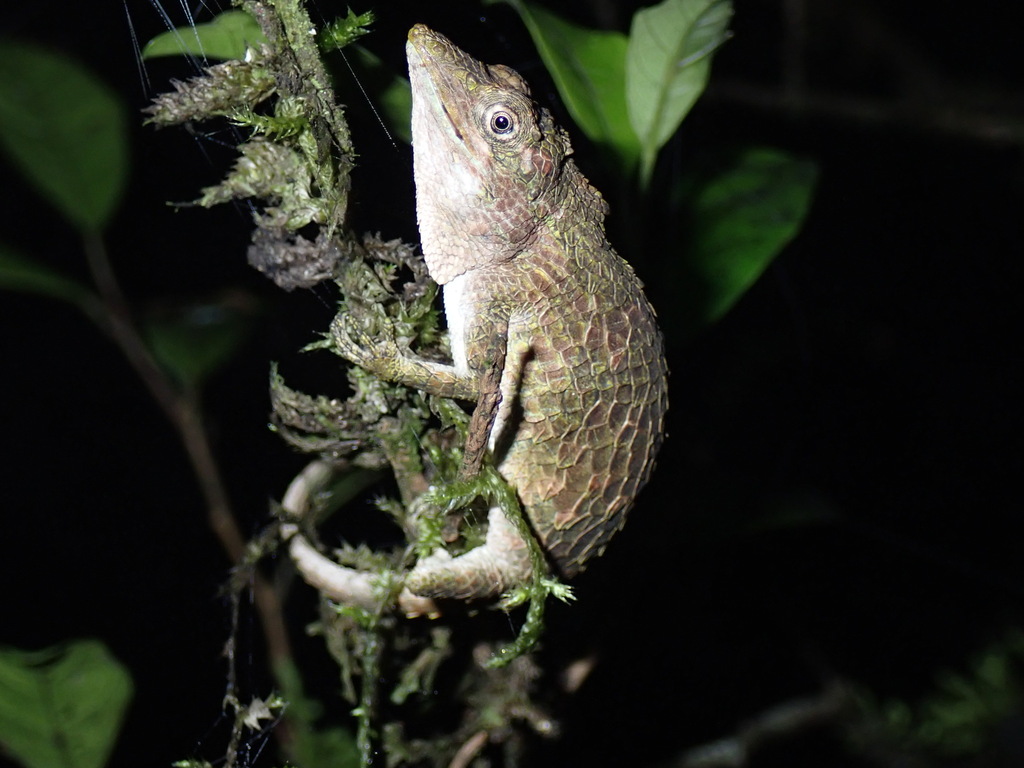 Dumbara Agama