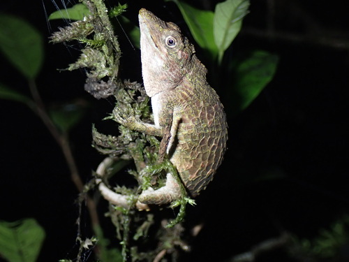 Dumbara Agama