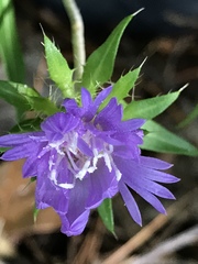 Stokesia laevis
