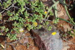 Crassothonna sedifolia, photograph (c) Tony Rebelo, some rights reserved (CC BY-SA)