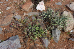 Crassothonna sedifolia, photograph (c) Tony Rebelo, some rights reserved (CC BY-SA)