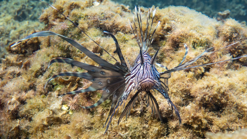 Photo of Devil firefish (Pterois miles)