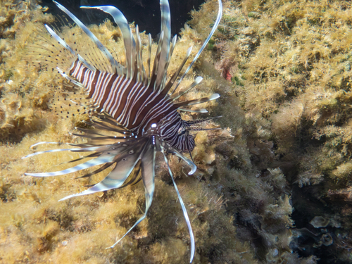 Photo of Devil firefish (Pterois miles)