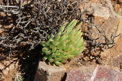 Whiterim Butterbush (Tylecodon pearsonii)