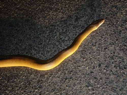 Water Python sighting