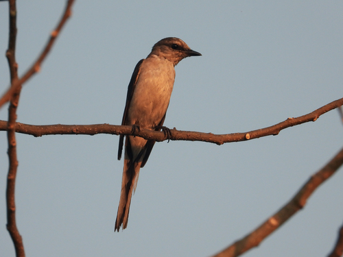 Swinhoe's Minivet (Pericrocotus cantonensis)