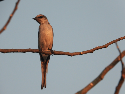 Swinhoe's Minivet (Pericrocotus cantonensis), photo 2