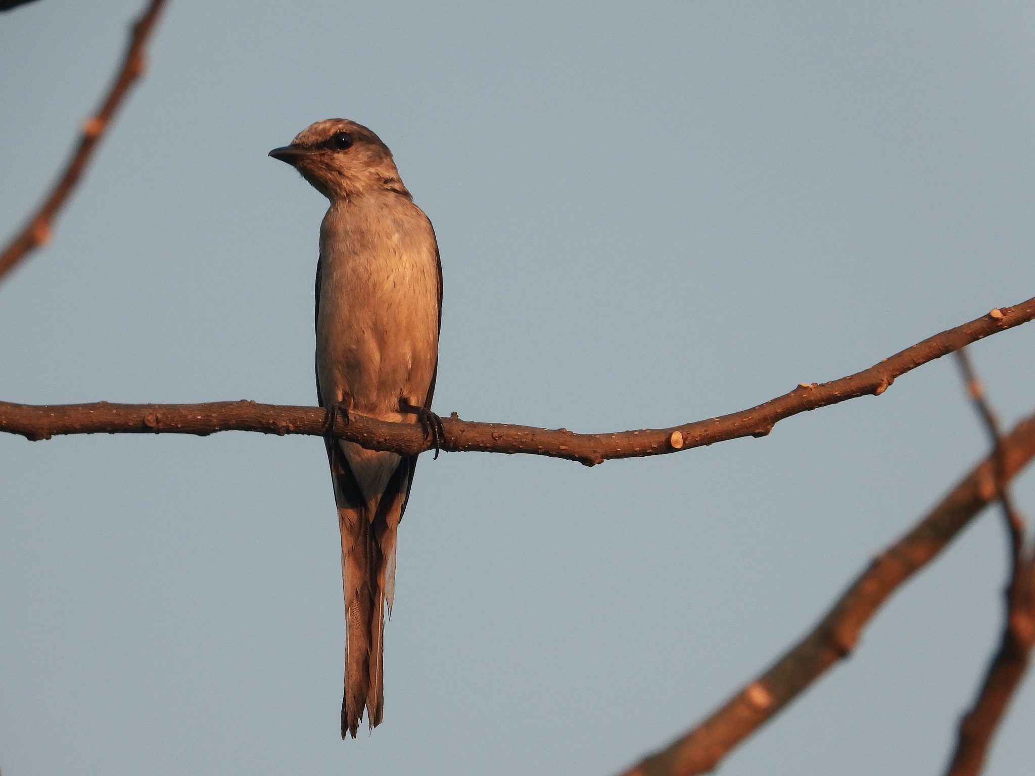 Swinhoe's Minivet (Pericrocotus cantonensis), photo 2