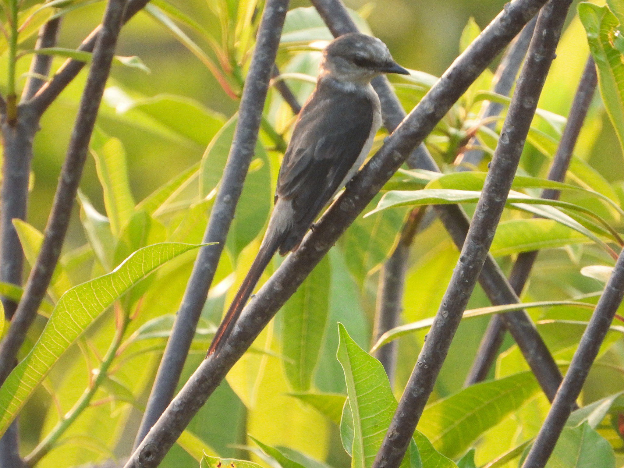 Swinhoe's Minivet (Pericrocotus cantonensis), photo 3