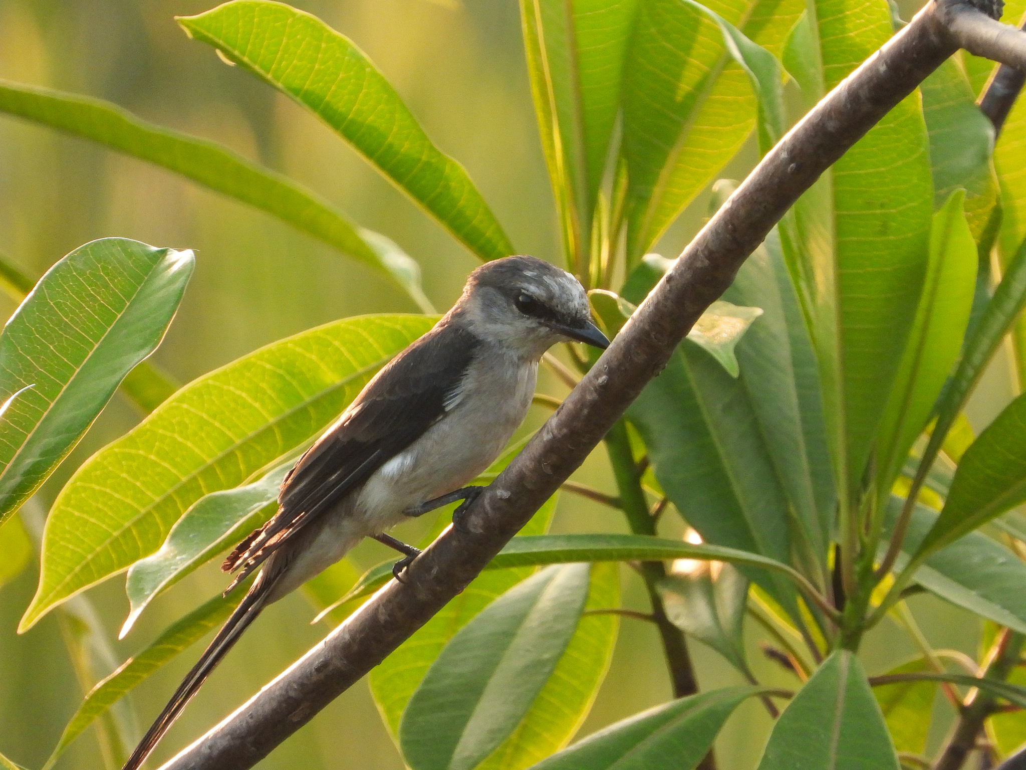 Swinhoe's Minivet (Pericrocotus cantonensis), photo 5