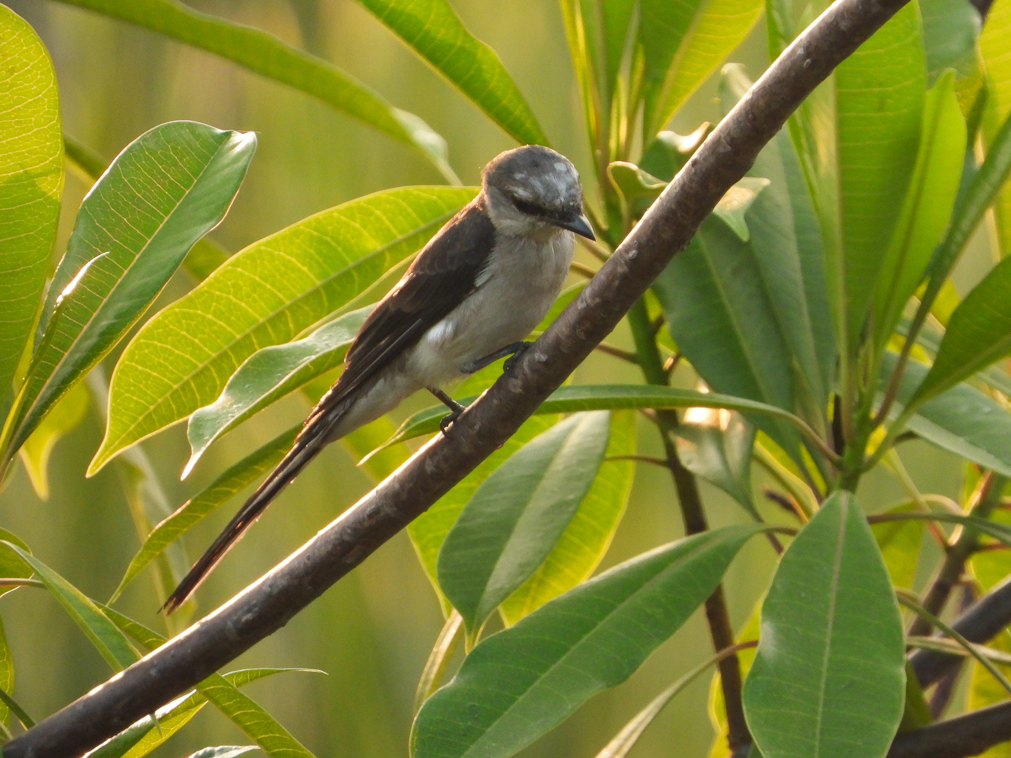Swinhoe's Minivet (Pericrocotus cantonensis), photo 4
