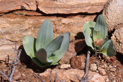Frosty Chink (Ornithogalum pruinosum)