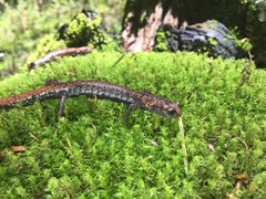 Pseudoeurycea leprosa