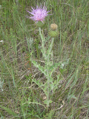 Cirsium undulatum