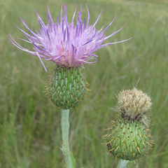 Cirsium undulatum