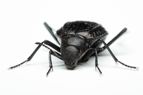 Adesmia metallica