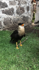 Caracara