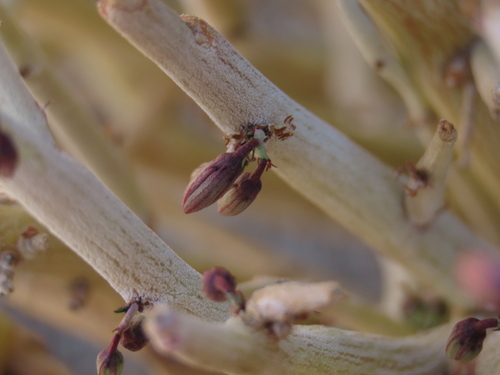 Image of Adenia pechuelii by no rights reserved