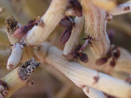 Image of Adenia pechuelii by no rights reserved