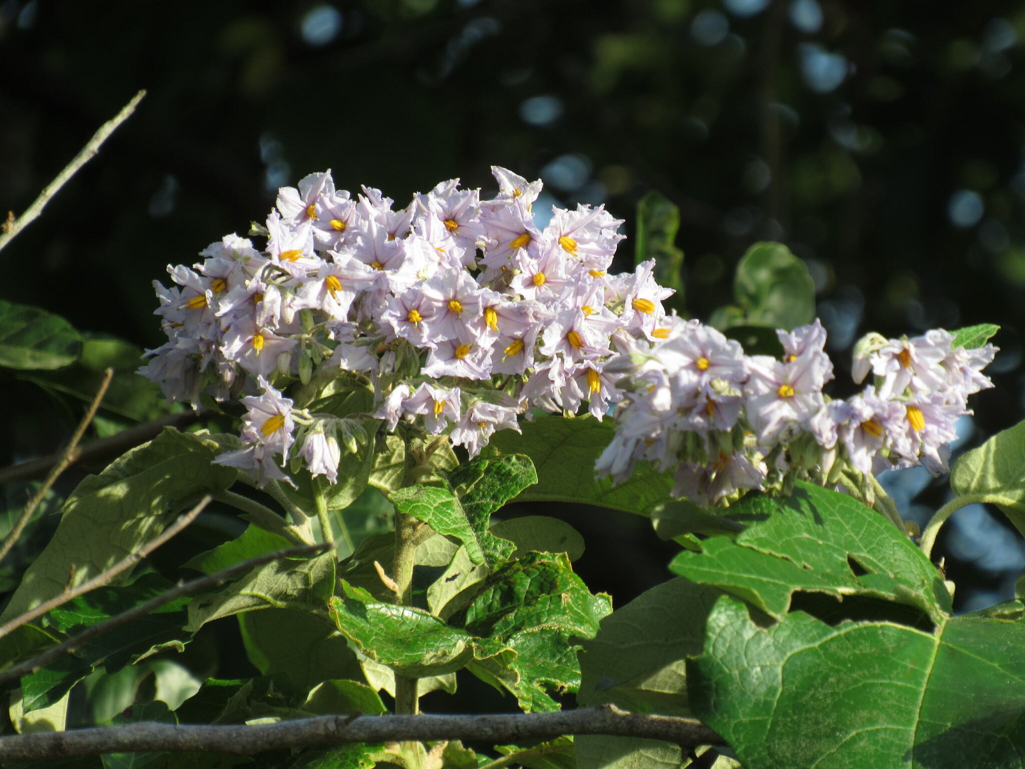 Solanum paniculatum