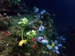Pyura spinifera