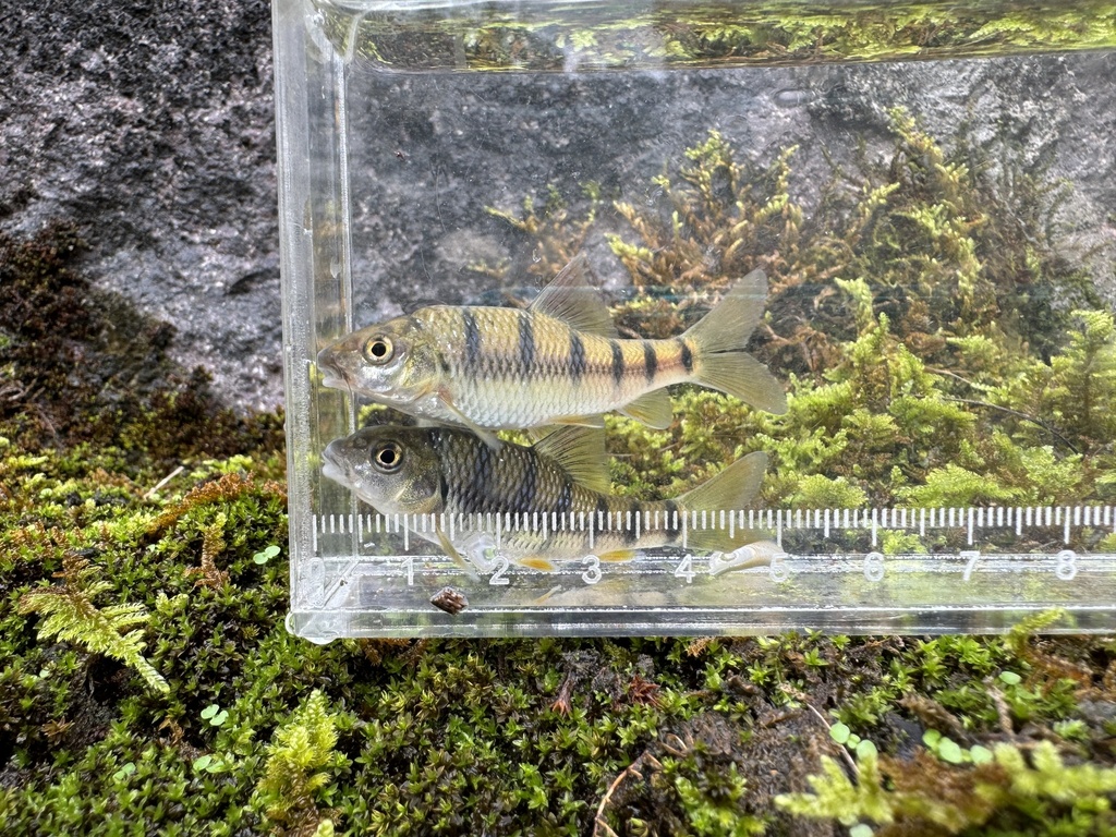 Acrossocheilus wenchowensis — Cyprinidae