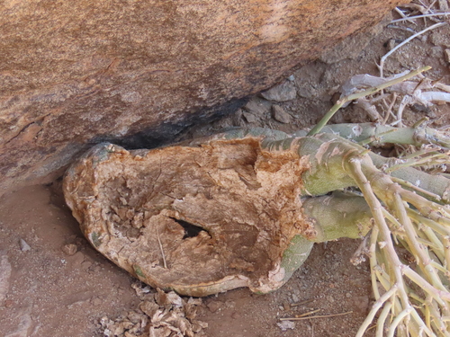 Image of Adenia pechuelii by no rights reserved