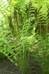 Osmunda claytoniana